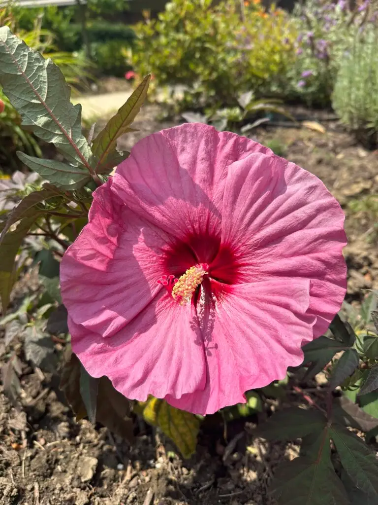 Pink Hibiscus Flower for Painting