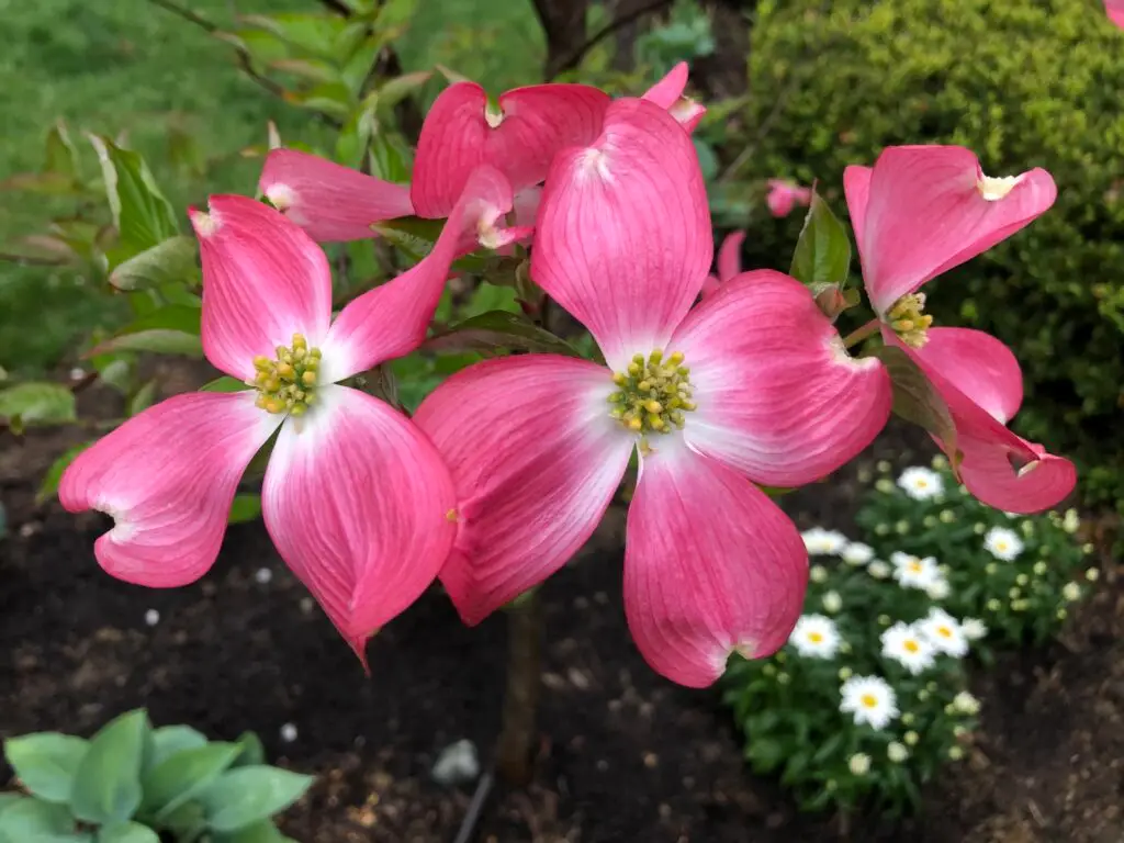 Flowers for Painting